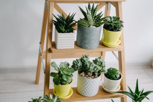 Lots of houseplants on a wooden shelf. Beautiful succulents in gray, white and yellow pots.