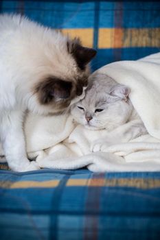 Two pedigree cats Ragdoll and Scottish chinchilla silver on the bed at home