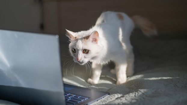 White cat sits at a laptop on the bed