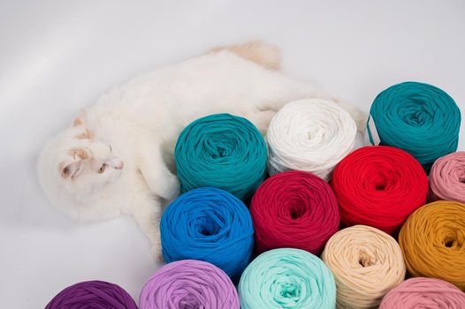 Close-up of a whiting fluffy cat among multicolored cotton skeins