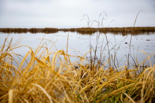 autumn lake landscape. dry yellow grass, cloudy sky