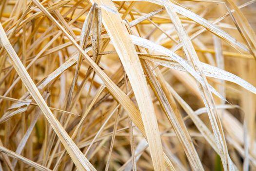Close Up Background Texture Of Dry Grass. hay straw yellow background