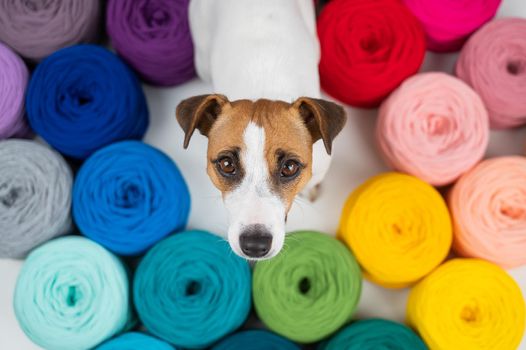 Jack russell terrier dog near multi-colored cotton yarn. The assortment of the store for needlework. Top view