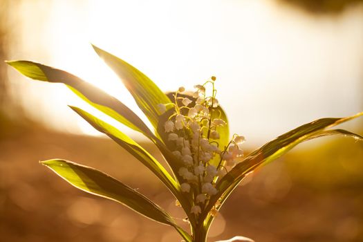 a bouquet of lilies of the valley in the sunlight.