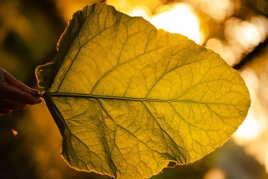 The woman's hand holds a large sheet of burdock, the sun shines through the sheet.