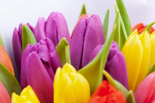 bouquet of colorful tulips close-up, macro, use as background or texture