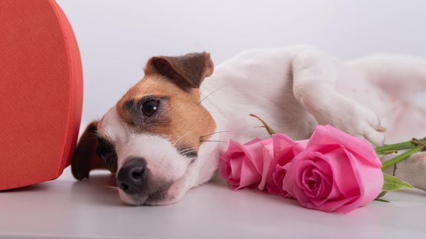 A cute dog lies next to a heart-shaped box and holds a bouquet of pink roses on a white background. Valentine's day gift.