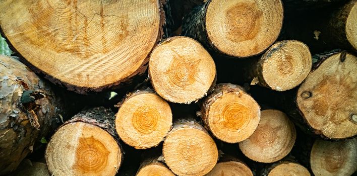 Pile of wood logs stumps for winter. close up, selective focus, deforestation concept
