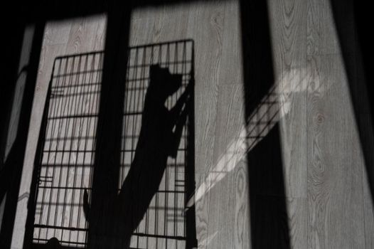 Shadow of a sad dog jack russell terrier in a cage