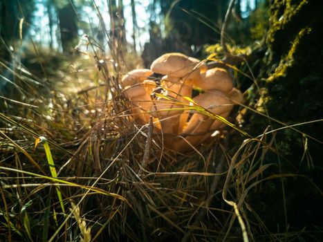 honey mushrooms in the autumn forest. close-up. beautiful edible mushrooms in the autumn forest in sunlight