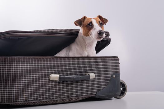 The dog is hiding in a suitcase on a white background. Jack Russell Terrier peeks out of his luggage bag.