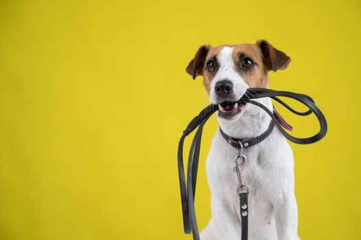 The dog is holding a leash on a yellow background. Jack Russell Terrier calls the owner for a walk