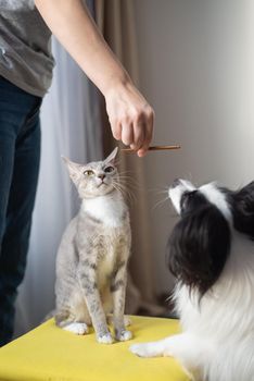 The hostess feeds the cat and the dog. Papillon and Brush Sphinx