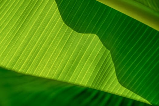 Texture of exotic leaves. Background of green leaves of banana palm. Close-up.