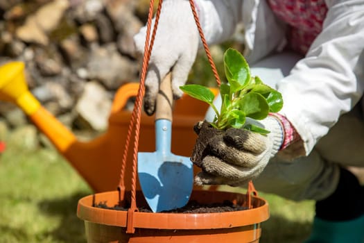 planting plants. a woman plants young sprouts in the ground. close-up. no face