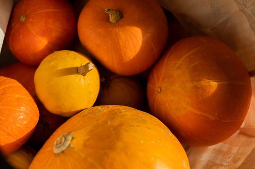 Several ripe pumpkins for Halloween. Autumn harvest