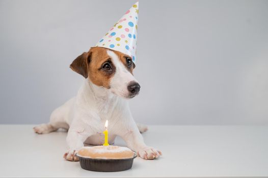 A cute dog in a festive cap sits in front of a cake with a burning candle number one. Jack russell terrier is celebrating his birthday.