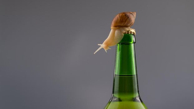 Close-up of a snail crawling on a glass bottle of beer in the studio