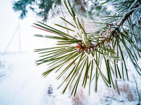 spruce green needles on a pine branch covered with frost and snow. close-up. winter coniferous forest. soft focus