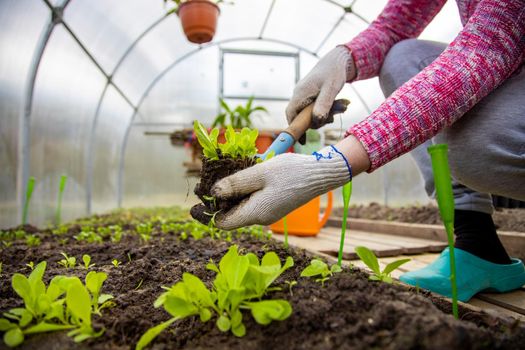 the gardener plants young plants in the greenhouse. no face, close up