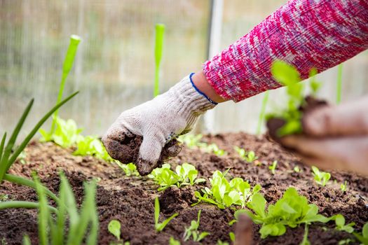 planting plants. a woman plants young sprouts in the ground. close-up. no face