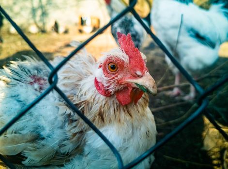 sick white hen behind the mesh fence. close-up of a live plucked cock in a cage. animal cruelty, veterinary clinic, animal protection comcept