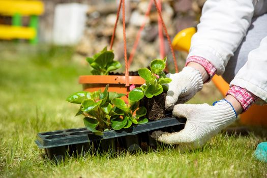 gardener n household gloves planting a flower in from blisters to a pot sunny day, faceless close up