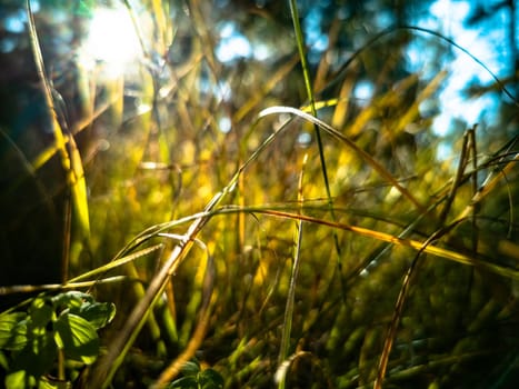 beautiful autumn background. dry autumn grass grows in the forest in sunbeams close up