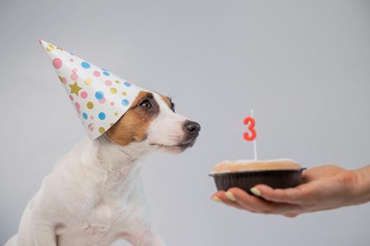 Dog in a birthday hat on a white background. A woman holds out a Jack Russell Terrier a cake with a candle in the shape of the number three.