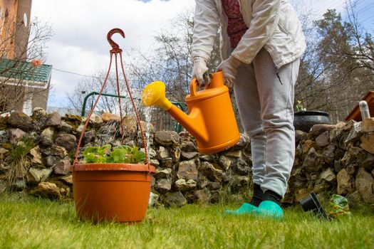 woman gardener waters a pot of flowers from a watering can in the garden. no face. selective focus