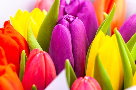 bouquet of colorful tulips close-up, macro, use as background or texture