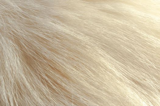 Milky white fur close-up, used as a background or texture. Soft focus