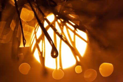 pine branch in drops of water, in the background street lantern, night, fog, with blurry background, used as a background or texture, soft focus