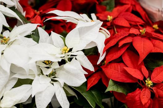 Background of Red and Green Poinsettias ,Euphorbia Pulcherrima