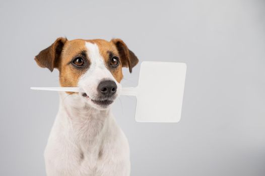 Jack Russell Terrier holds a sign in his mouth on a white background. The dog is holding a mock ad
