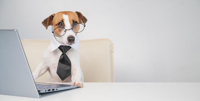 Dog jack russell terrier in glasses and a tie sits at a desk and works at a computer on a white background. Humorous depiction of a boss pet