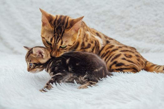 Adorable golden bengal mother-cat with her little kitten on white fury blanket.