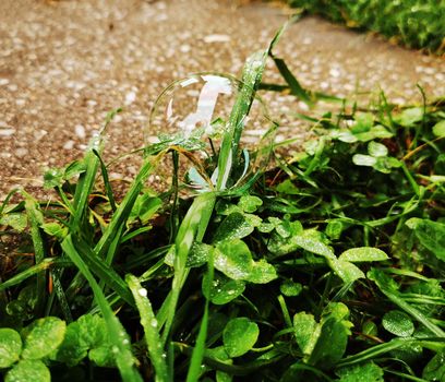 soap bubble with white glare lies on green grass close up