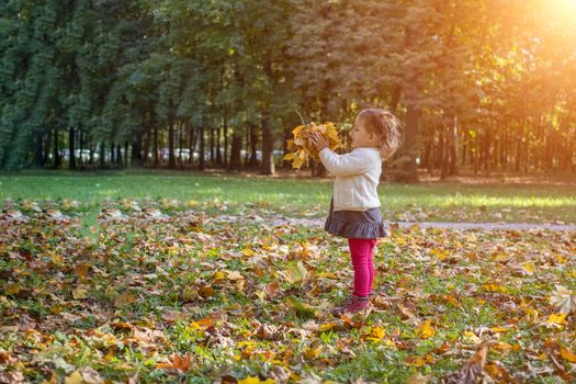 adorable toddler girl playing with yellow maple leaves in autumn park on sunny day