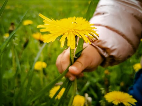 child tears yellow flowering dandelions in green grass. close-up. children's hand collects flowers in a bouquet