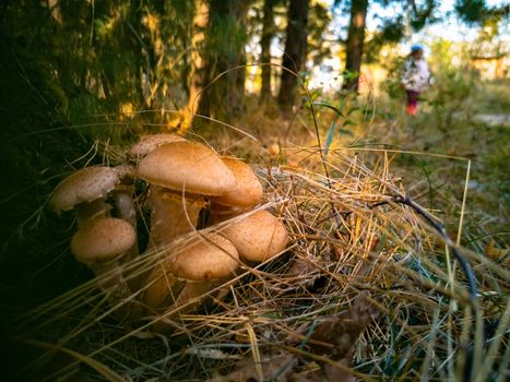 honey mushrooms in the autumn forest. close-up. beautiful edible mushrooms in the autumn forest in sunlight