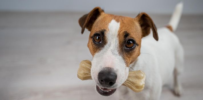 The dog holds a bone in its mouth. Jack russell terrier eating rawhide treat