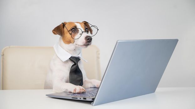 Dog jack russell terrier in glasses and a tie sits at a desk and works at a computer on a white background. Humorous depiction of a boss pet