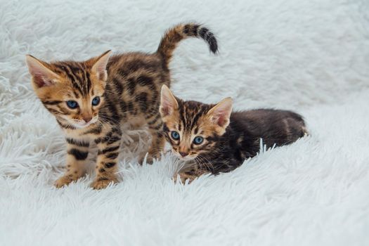 Two cute one month old kittens playing and fighting on a furry white blanket.