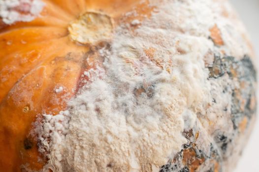 Close-up of a spoiled pumpkin in mold.