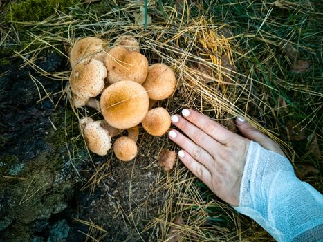 hand holds honey mushrooms in the autumn forest. close-up. beautiful edible mushrooms in the autumn forest in sunlight