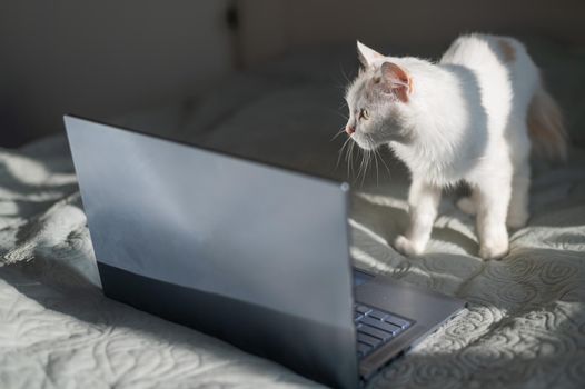 White cat sits at a laptop on the bed