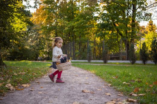 adorable toddler girl running by sunny autumn prak. baby girl with basket full of leaves walk by forest path