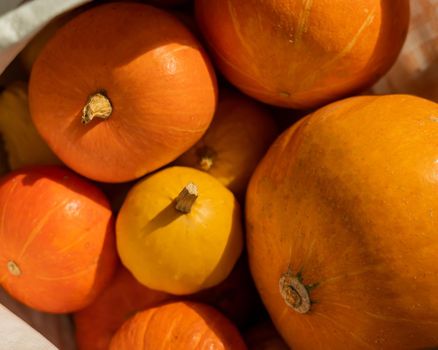 Several ripe pumpkins for Halloween. Autumn harvest