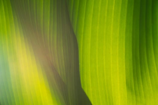 Texture of green leaves of a banana palm. Texture of exotic leaves. Close-up.